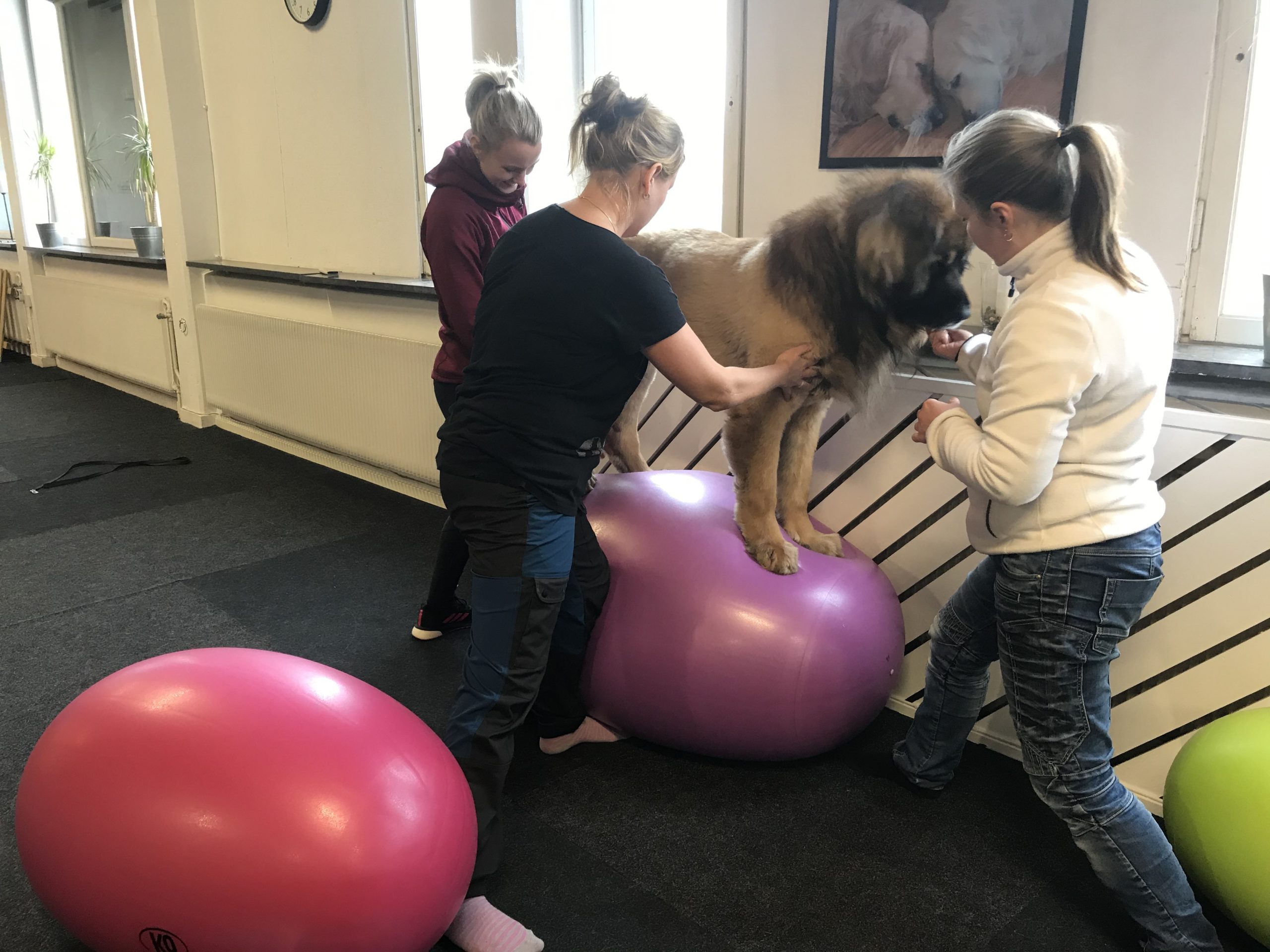 Leonberger på balansboll