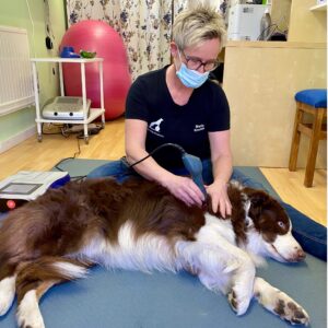Kurs i medicinsk laserterapi på hund