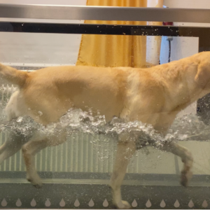 Water tread mill – friskvård för hund